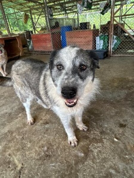 Adopter Roco