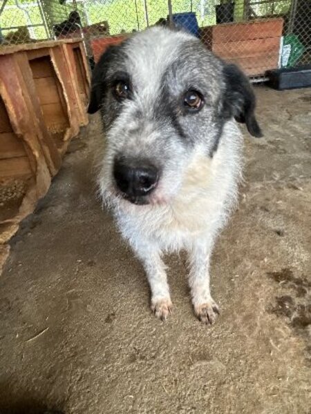 Adopter Roco