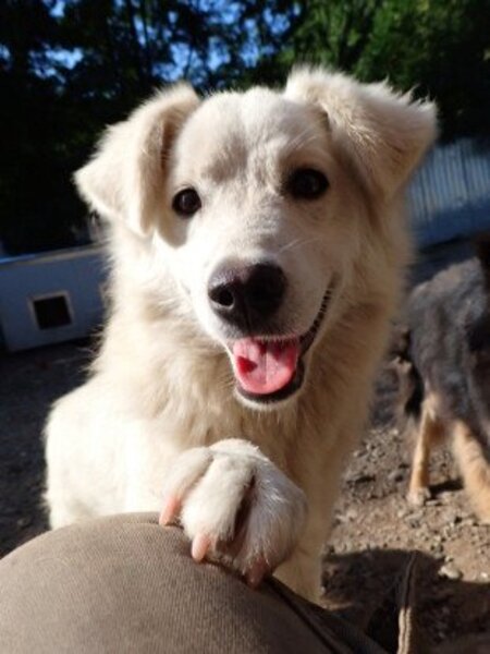 Adopter Rodri