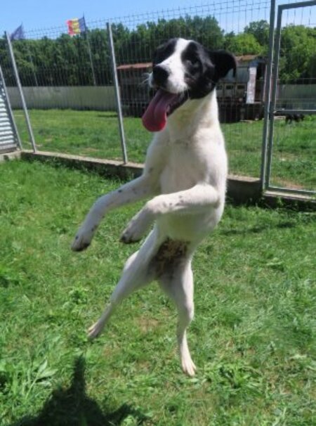 Adopter Rolly