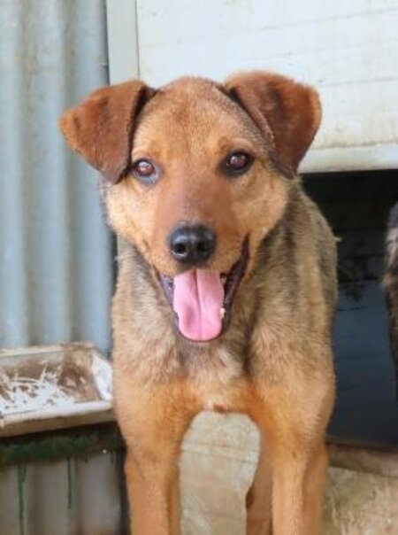 Adopter Roméo