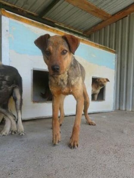Adopter Roméo