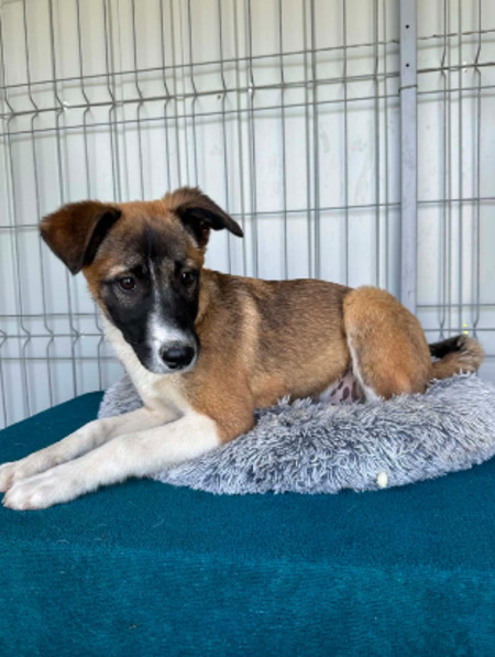 Adopter Roméo