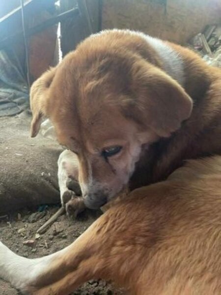 Adopter Roméo2