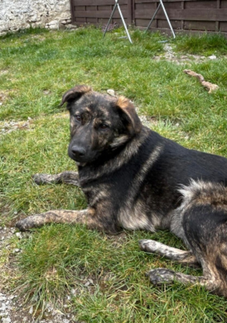 Adopter Romie