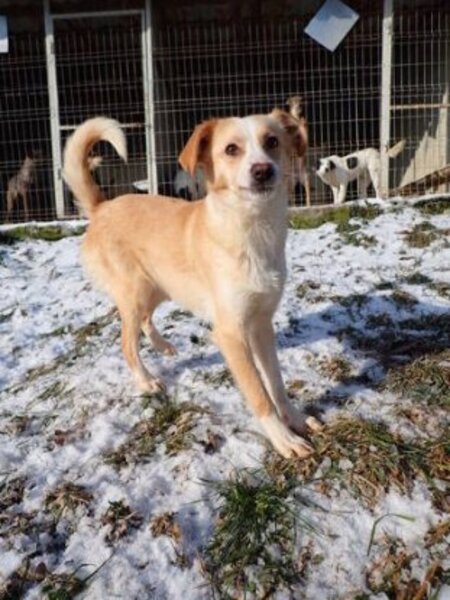 Adopter Rosalie