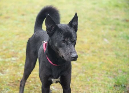Adopter Rosco