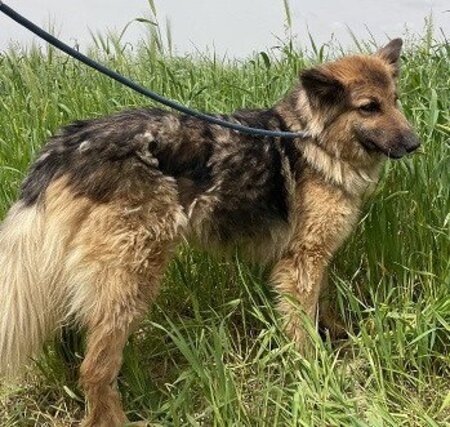 Adopter Roxane