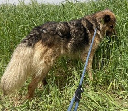 Adopter Roxane