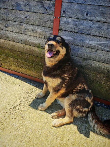 Adopter Roxi
