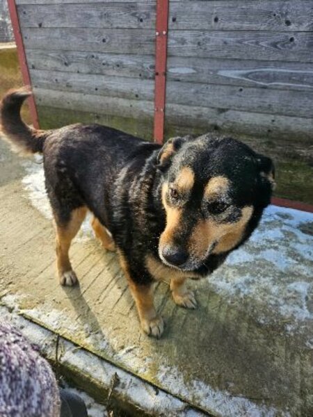 Adopter Roxi