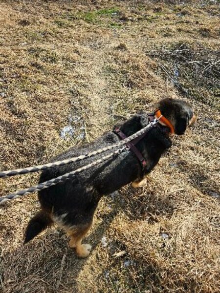 Adopter Roxi