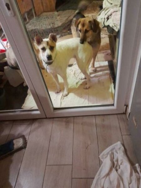 Adopter Roxine