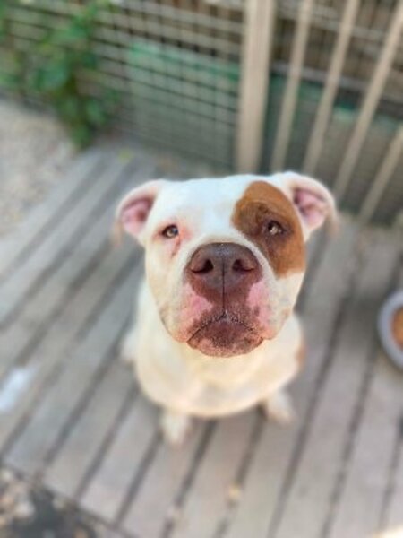 Adopter Roxy
