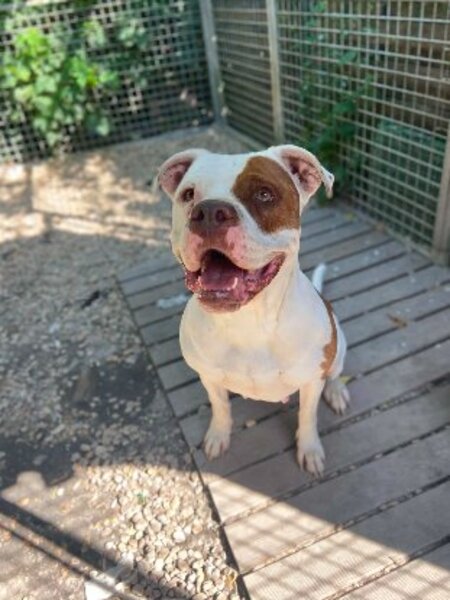 Adopter Roxy