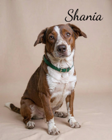 Adopter Roxy et shania