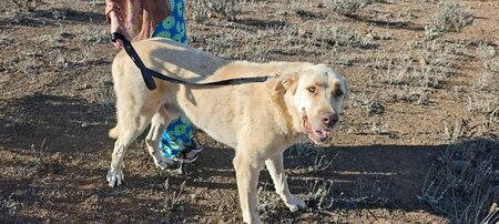 Adopter Rubio