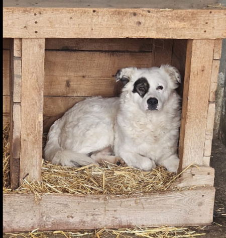 Adopter Rufus