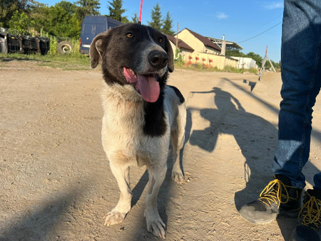 Adopter Rupert