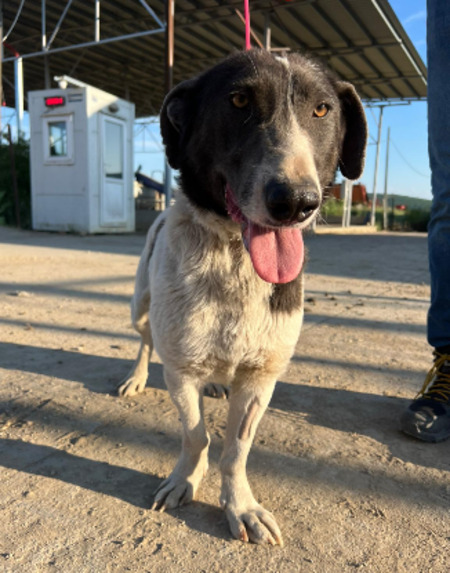 Adopter Rupert