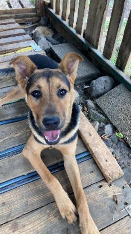 Adopter Ryo