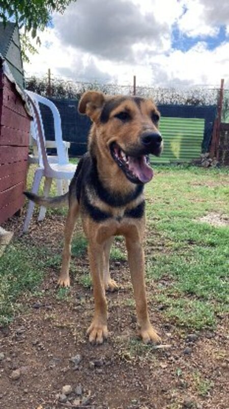 Adopter Ryo