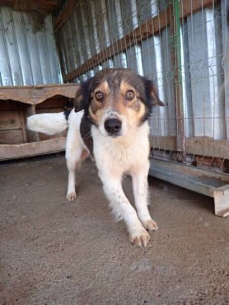 Adopter Sadjy