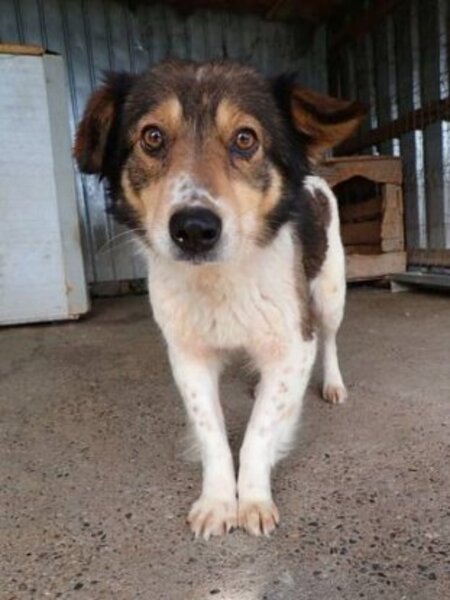 Adopter Sadjy