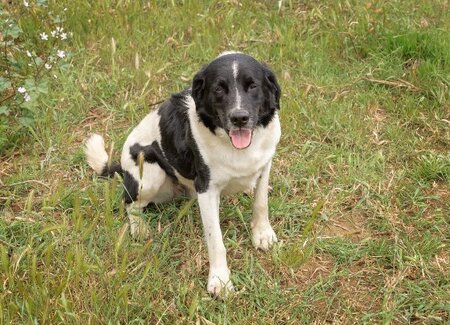 Adopter Salva