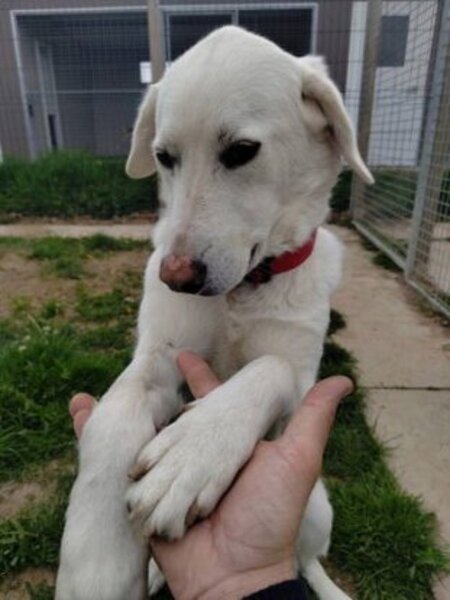 Adopter Samba