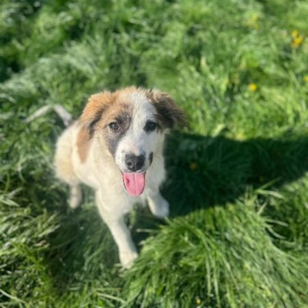 Adopter Samba