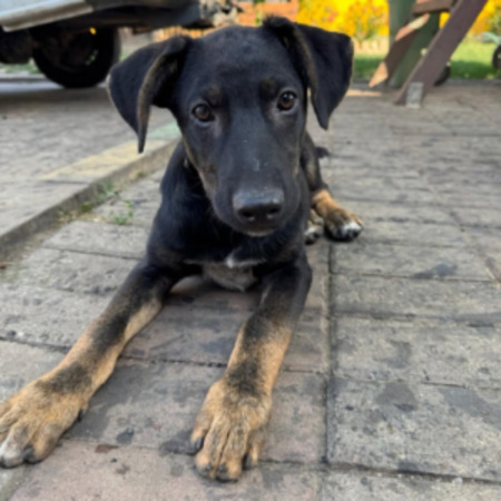 Adopter Samba