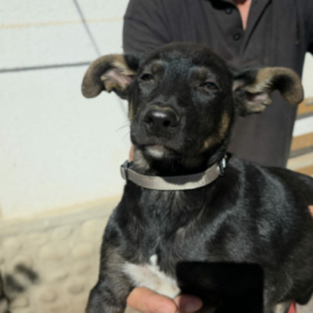 Adopter Samba