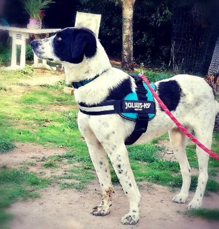 Adopter Sambo