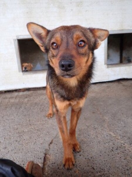 Adopter Sami