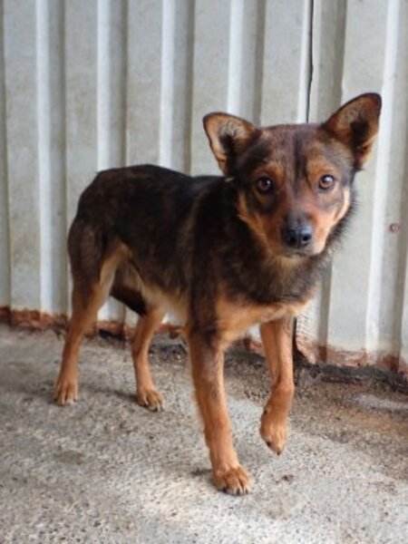 Adopter Sami