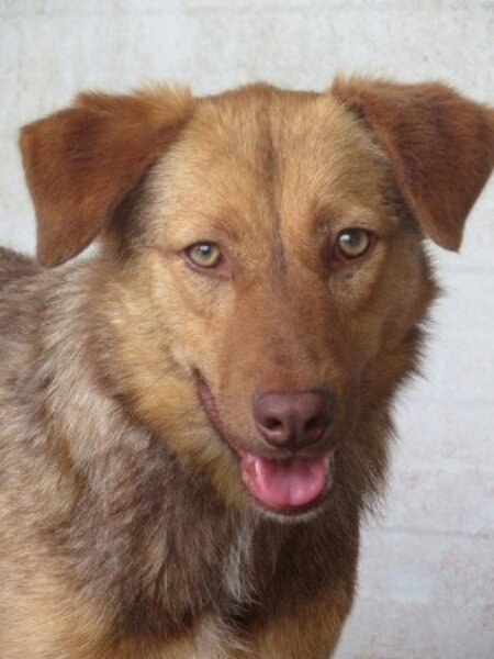 Adopter Samm