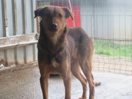 Adopter Samm