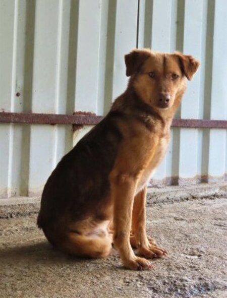Adopter Samm