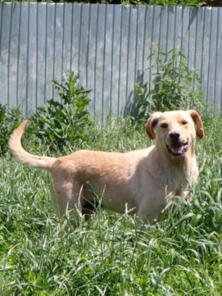 Adopter Sammy
