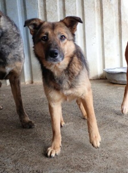 Adopter Samsara