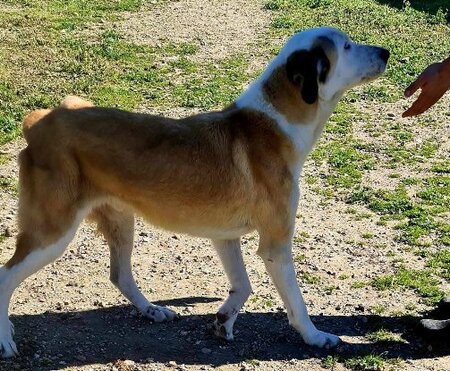 Adopter Samson urgence