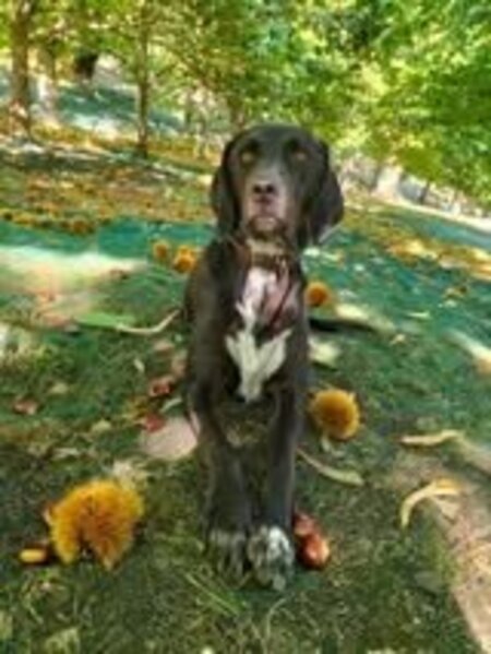 Adopter Samy