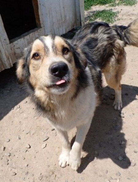 Adopter Sancho