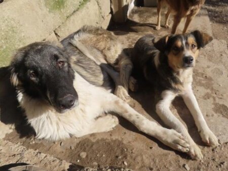 Adopter Sancho