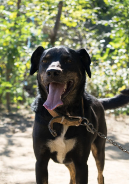 Adopter Santi
