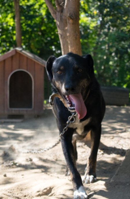 Adopter Santi
