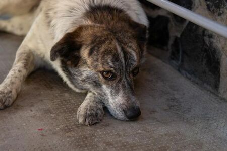 Adopter Sara