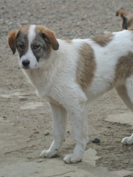 Adopter Saruta