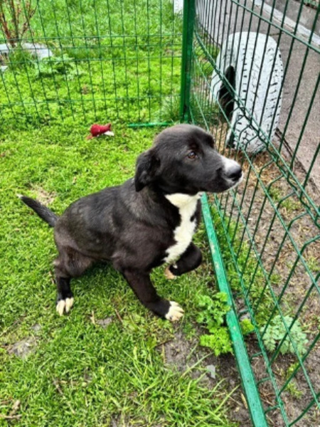Adopter Satine